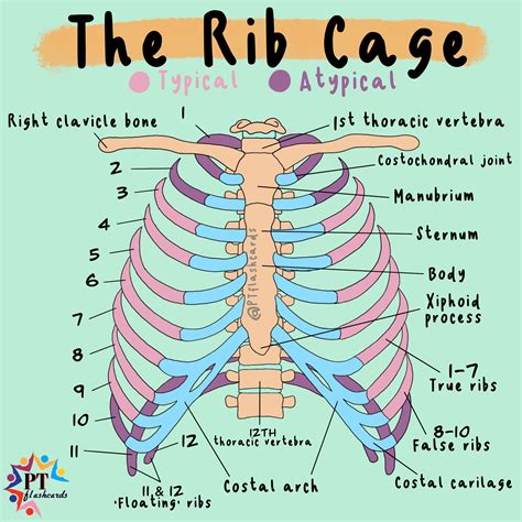Ribs Pictures, Anatomy & Anatomy .
